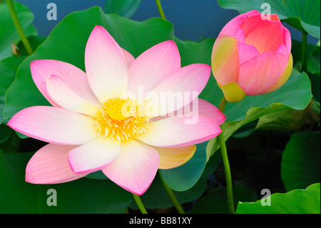 Affaires indiennes fleurs de Lotus (Nelumbo nucifera) Banque D'Images