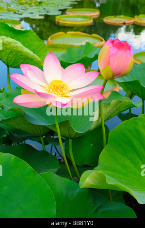 Affaires indiennes fleurs de Lotus (Nelumbo nucifera) Banque D'Images