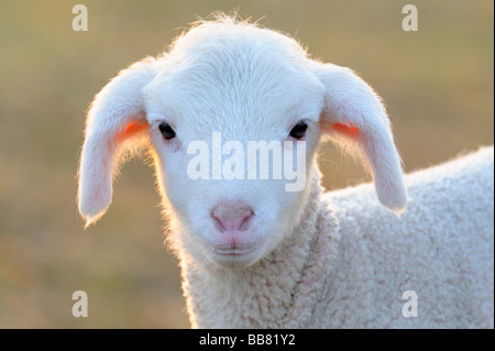 Les moutons domestiques, de mouton mérinos, agneau, portrait Banque D'Images