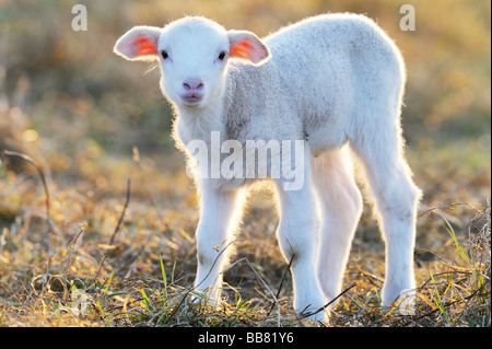 Les moutons domestiques, de mouton mérinos, l'agneau Banque D'Images