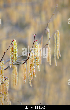 Chatons de la politique (Corylus avellana) Banque D'Images