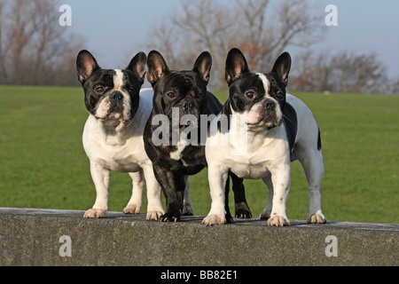 Trois bouledogues français, mâle, standng les unes à côté des autres sur un mur Banque D'Images