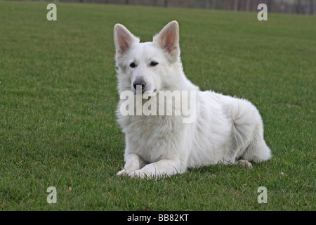 Berger Blanc Suisse couché sur un pré Banque D'Images