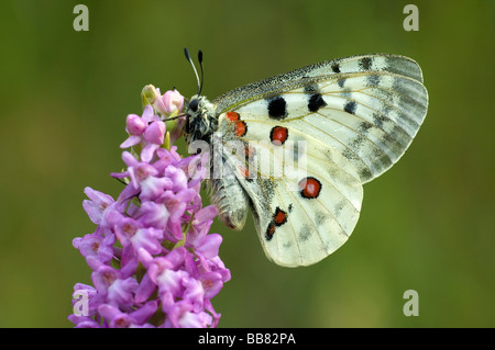 Apollon (Parnassius apollo) reposant sur une orchidée, parfumé Orchid (Gymnadenia conopsea), Jura souabe, Bade-Wurtemberg, Allemagne Banque D'Images