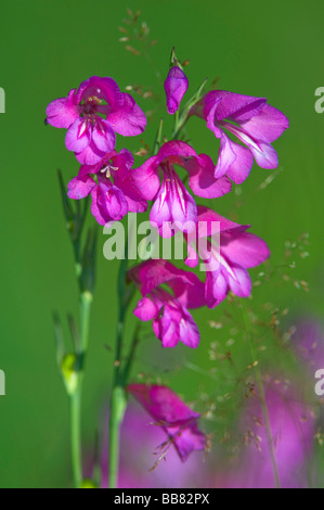 Glaïeul des marais (Gladiolus palustris), Augsburg, Bavaria, Germany, Europe Banque D'Images