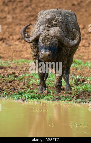 Buffle d'Afrique (Syncerus caffer), le Parc National du Mont Kenya, Kenya, Afrique de l'Est Banque D'Images