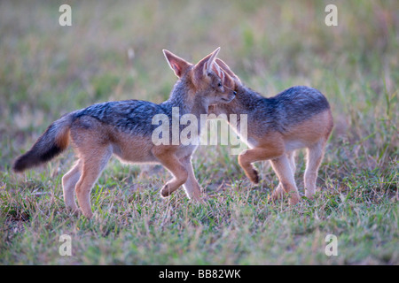 Le Chacal à dos noir (Canis mesomelas), deux jeunes dans la première lumière du jour, Masai Mara National Reserve, Kenya, Afrique de l'Est Banque D'Images