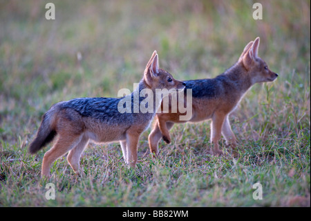 Le Chacal à dos noir (Canis mesomelas), deux jeunes dans la première lumière du jour, Masai Mara National Reserve, Kenya, Afrique de l'Est Banque D'Images