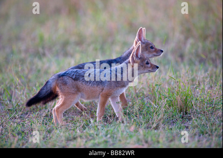 Le Chacal à dos noir (Canis mesomelas), deux jeunes dans la première lumière du jour, Masai Mara National Reserve, Kenya, Afrique de l'Est Banque D'Images