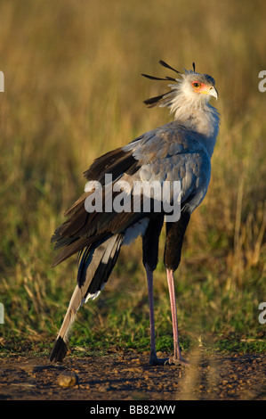 Oiseau (secrétaire) serpentarius Sagittaire, Masai Mara National Reserve, Kenya, Afrique de l'Est Banque D'Images