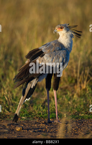 Oiseau (secrétaire) serpentarius Sagittaire, Masai Mara National Reserve, Kenya, Afrique de l'Est Banque D'Images