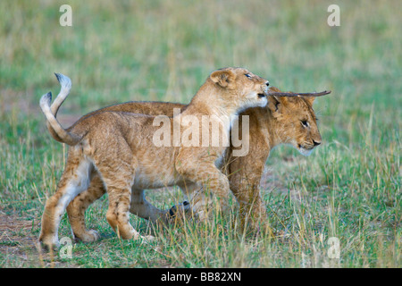 Lioness (Panthera leo), d'Oursons jouant, Masai Mara National Reserve, Kenya, Afrique de l'Est Banque D'Images