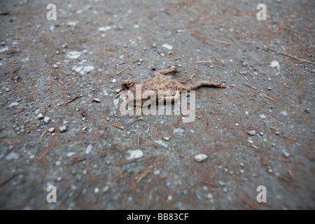 Crapaud écrasé sur une route, Hesse, Allemagne Banque D'Images