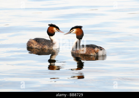 Deux grands grèbes huppés (Podiceps cristatus) sur le Schweriner Voir le Lac de Schwerin, Mecklembourg-Poméranie-Occidentale, Allemagne, Eur Banque D'Images