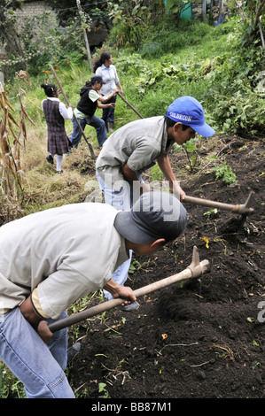 Les adolescents des bidonvilles de Cerro Norte sont formés à l'horticulture dans le cadre d'un projet d'agriculture urbaine, les taudis de Cerro Banque D'Images