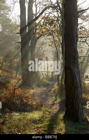 Tôt le matin, le soleil qui rayonne à travers des arbres à la fin de l'automne Banque D'Images