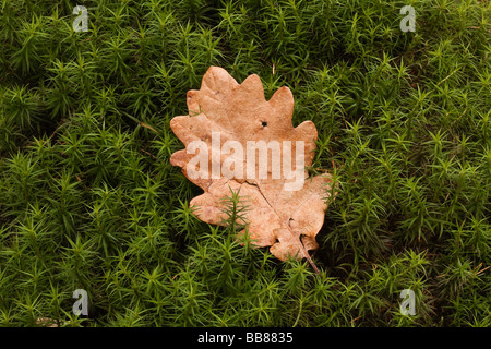 Mousse Polytric commun, commun Marginées ou Grande Boucle (Polytrichum commune) avec des feuilles de chêne Banque D'Images