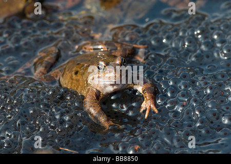 Européen Brown Frog (Rana temporaria) au milieu frogspawn Banque D'Images