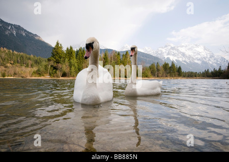 Le Cygne tuberculé (Cygnus olor) sur une berge Banque D'Images