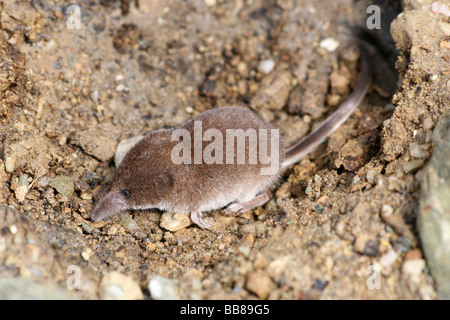 Musaraigne commune ou musaraigne Sorex araneus eurasien sur sol prises au sud de la réserve RSPB de pile, Anglesey, Pays de Galles, Royaume-Uni Banque D'Images