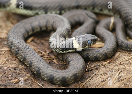 Couleuvre à collier Natrix natrix en bobines prises en Cumbria, Angleterre, Royaume-Uni Banque D'Images