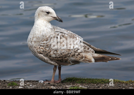 Juvenille Herring Gull Larus argentatus se tenant sur le sol Banque D'Images