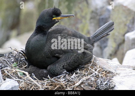 European Shag Phalacrocorax aristotelis assis sur son nid sur les îles Farne, Northumberland, England, UK Banque D'Images