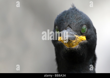 European Shag Phalacrocorax aristotelis regardant droit devant sur les îles Farne, Northumberland, England, UK Banque D'Images