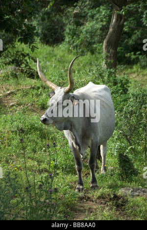 La Maremme longicorne le pâturage du bétail dans le maquis appelé Castel dans la région de Toscane a appelé la Maremma Banque D'Images