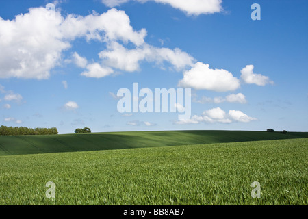 La campagne du Kent sur une journée ensoleillée, en Angleterre . Banque D'Images