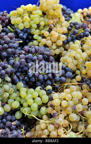 Les raisins fraîchement cueillis prêts à appuyer sur pour le vin. Banque D'Images