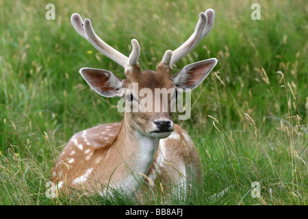 Buck Daim Dama dama s'assit dans l'herbe prise à Dunham Massey National Trust, Cheshire, Royaume-Uni Banque D'Images