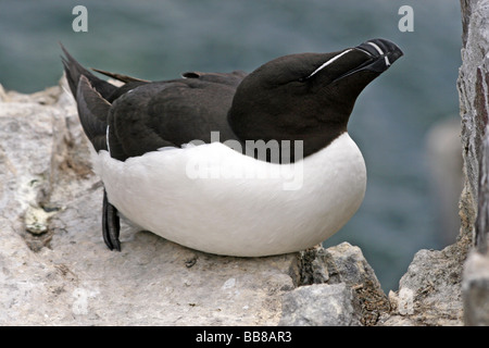 Seul petit pingouin (Alca torda) assis sur la falaise rocheuse sur Iles Farne, Northumberland, England, UK Banque D'Images