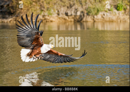 African Balbuzard pêcheur (Pandion haliaetus) en vol au dessus de la rivière Okawango, Botswana, Africa Banque D'Images
