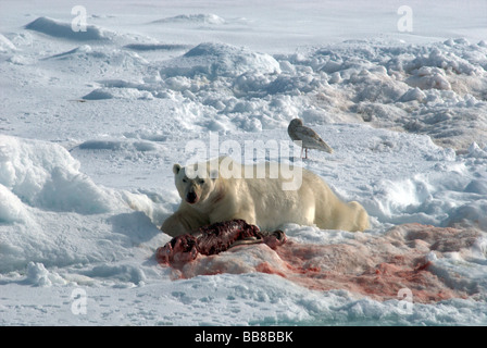 L'ours polaire se régalant d'une carcasse de seal Banque D'Images