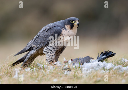 Le faucon pèlerin (Falco peregrinus) Banque D'Images