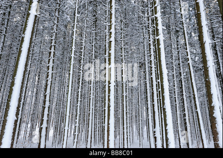 Forêt avec troncs d'arbres couverts de neige, Upper Bavaria, Bavaria, Germany Banque D'Images