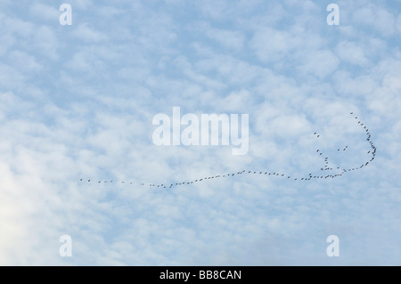 Covey formation de grues contre ciel avec voile de nuages, une formation de vol typique Banque D'Images