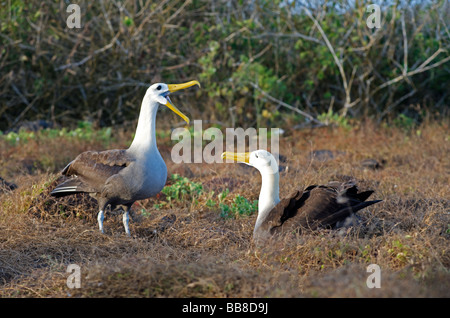 Paire de parade de l'albatros des Galapagos dans sur site de nidification, Espanola, îles Galapagos, Pacifique Banque D'Images