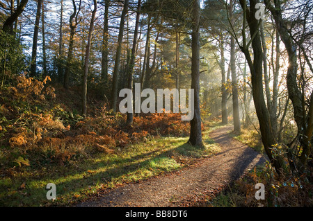 Tôt le matin, le soleil qui rayonne à travers des arbres à la fin de l'automne Banque D'Images
