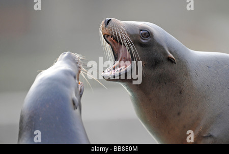 L'Otarie de Californie (Zalophus californianus), la lutte contre Banque D'Images