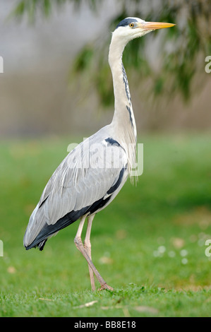 Héron cendré (Ardea cinerea) Banque D'Images