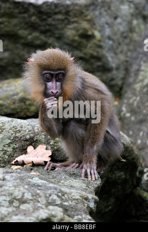 Les jeunes (Mandrill Mandrillus sphinx) Banque D'Images