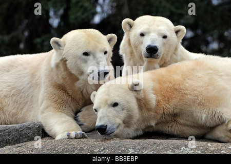 Trois ours polaires (Ursus maritimus) Banque D'Images