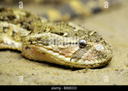 Puff adder (lachesis Bitis arietans Bitis, autrefois), l'Afrique Banque D'Images