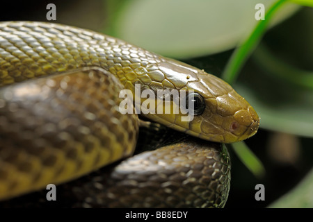 Zamenis longissimus Aesculapian Snake (Elaphe longissima), Banque D'Images