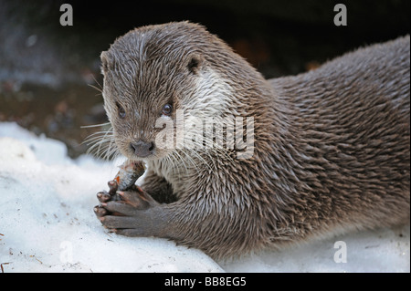 Loutre d'Europe (Lutra lutra), se nourrissant de poissons capturés Banque D'Images