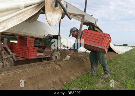 La récolte des asperges, homme Poigern, Bavaria, Germany, Europe Banque D'Images