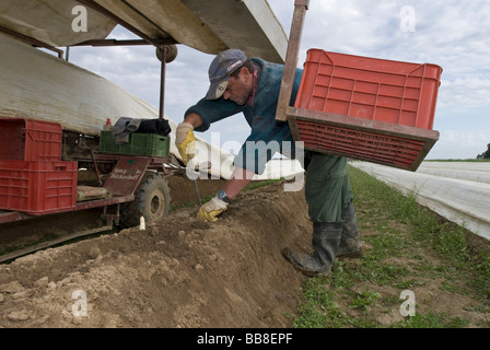 La récolte des asperges, homme Poigern, Bavaria, Germany, Europe Banque D'Images