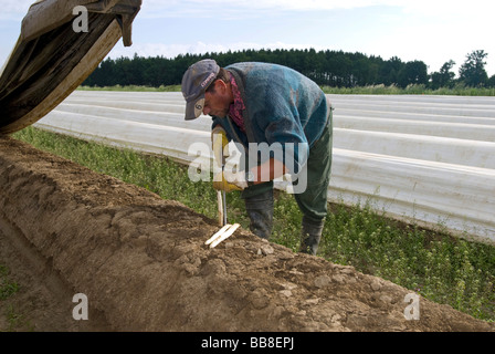 La récolte des asperges, homme Poigern, Bavaria, Germany, Europe Banque D'Images